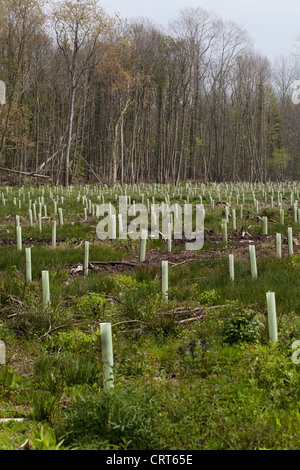 Hartholz, Pflanzung, meist Eiche (Quercus Robur). Stück Land gerodet der vorhergehenden Ernte von Nadelholz Bäume neu gepflanzt. Kunststoff Baumschutz. Stockfoto