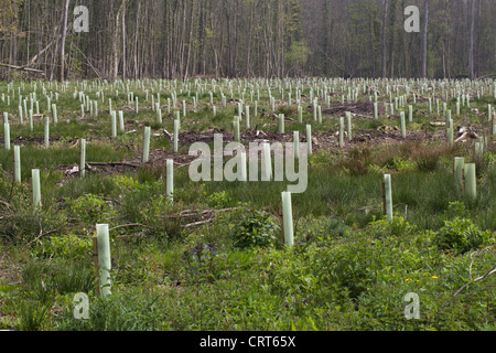 Hartholz, Pflanzung, meist Eiche (Quercus Robur). Stück Land gerodet der vorhergehenden Ernte von Nadelholz Bäume neu gepflanzt. Kunststoff Baumschutz. Stockfoto