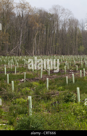 Eiche (Quercus robur). Junge Bäume, transplantiert und durch Plastic tree Schutzvorrichtungen geschützt. Stockfoto