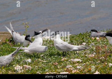 Brandseeschwalben, Sterna Sandvicensis in Brutkolonie, Brownsea Island, Hampshire, UK Stockfoto