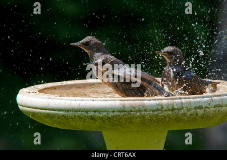 Stare, Sternus Vulgaris ein Vogelbad plantschen. Hastings, Sussex, UK Stockfoto