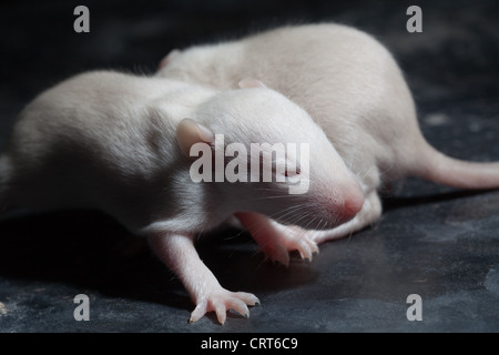 Domestizierten weißen Ratten (Rattus Norvegicus). 12 Tage alten Baby, "Pup" Ratten. Albino, zeigt rosa Augen beginnen zu öffnen. Stockfoto