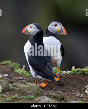 Ein paar Papageientaucher auf einer Klippe (Fratercula arctica) Stockfoto