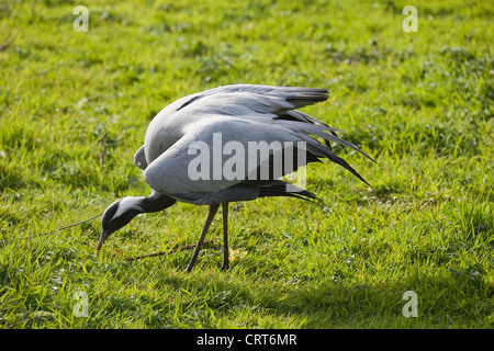 Demoiselle Crane (Anthropoides virgo). Anfänge einer "Broken Wing" Ablenkung. Normalerweise in der Nähe von Nest Standort durchgeführt. Stockfoto