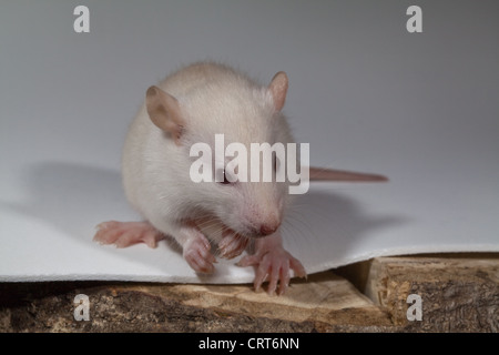 Jungen weißen Ratte (Rattus norvegicus). Albino. Pigmentmangel in Haut, Fell und Augen. Letztere erscheinen rosa. Stockfoto