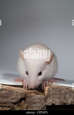 Domestizierte weiße Ratte (Rattus Norvegicus). 12 Tage alten Baby, 