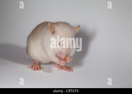 Junge Weiße Ratte (Rattus Norvegicus). Albino. Pigmentierung der Haut, Fell und Augen fehlen. Waschen. Pflege. Stockfoto