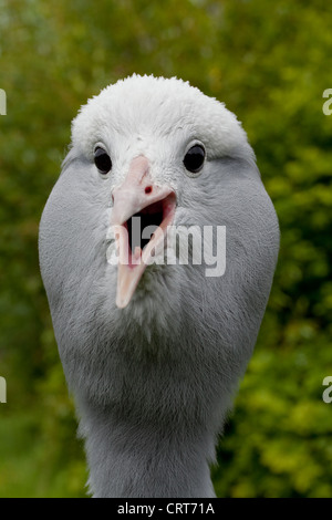 Blau, Stanley oder Paradies Kran (Anthropoides Paradisea). Berufung zu protestieren. Stockfoto