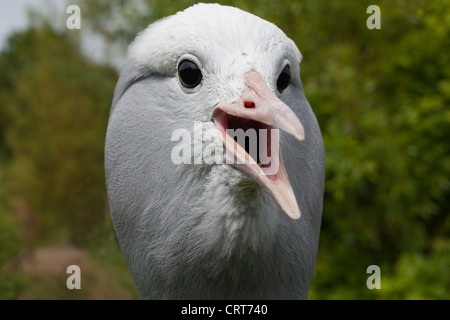 Blau, Stanley oder Paradies Kran (Anthropoides Paradisea). Berufung zu protestieren. Stockfoto