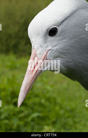 Blau, Stanley oder Paradies Kran (Anthropoides rothschildi). Schnabel oder Bill in Nahaufnahme. Stockfoto