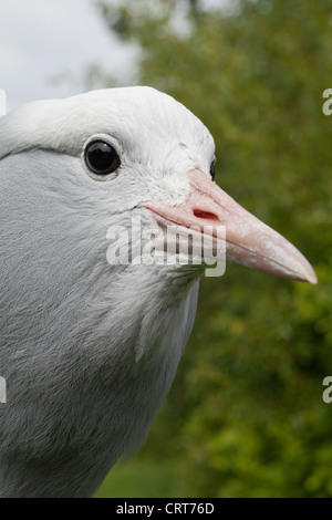 Blau, Stanley oder Paradies Kran (Anthropoides rothschildi). Schnabel oder Bill in Nahaufnahme. Stockfoto