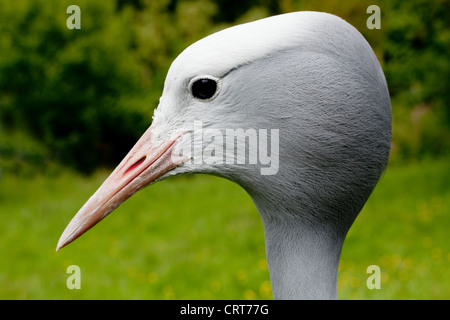 Blau, Stanley oder Paradies Kran (Anthropoides Paradisea). Männlich; Kopfprofil. Stockfoto