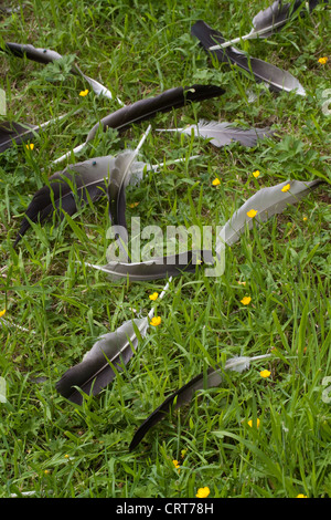 Gemeinsame oder eurasischer Kranich (Grus Grus). Primäre, sekundäre und tertiäre Flug-Federn, alle gehäutet und putzen. Flugunfähig. Stockfoto