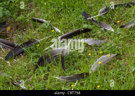 Gemeinsame oder eurasischer Kranich (Grus Grus). Primäre, sekundäre und tertiäre Flug-Federn, alle gehäutet und putzen. Flugunfähig. Stockfoto