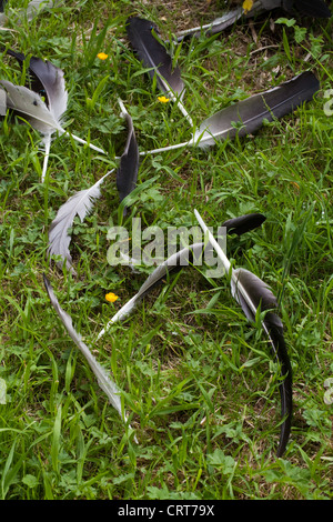 Gemeinsame oder eurasischer Kranich (Grus Grus). Primäre, sekundäre und tertiäre Flug-Federn, alle gehäutet und putzen. Flugunfähig. Stockfoto