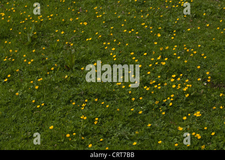 Creepimg Hahnenfuß (Ranunculus Repens). Auf einem feuchten selten gemähten Rasen wachsen. Norfolk. Juni. Stockfoto