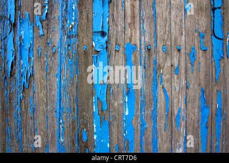 Detail auf einem verwitterten hölzernen Schuppen, Reste der pulsierende blaue Farbe abblättern aus dem zerfallenden Holz. Stockfoto