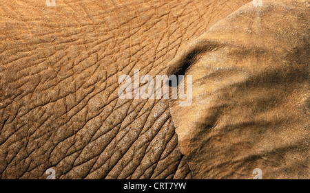 Afrikanischer Elefant Haut Textur Nahaufnahme mit einem Teil des Ohres zeigt (Addo Elephant National Park - Südafrika) Stockfoto