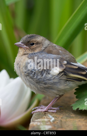 Fringilla Coelebs. Juvenile Buchfink flügge Stockfoto