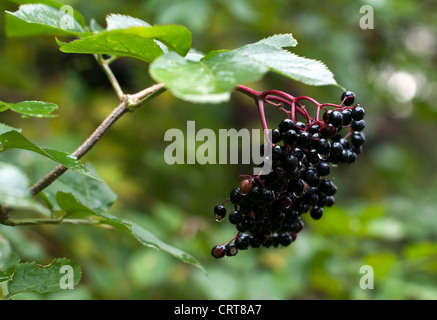 Holunder im Garten in Holland nass Stockfoto