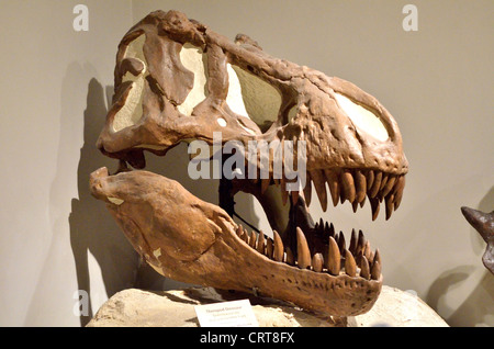 Fossiler Schädel eines Tyrannosaurus Rex. Kreidezeit Alter. Stockfoto