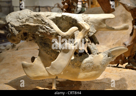 Fossiler Schädel von einem ausgestorbenen Riesen Boden Faultier (Eremotherium). Pleistozän. Stockfoto