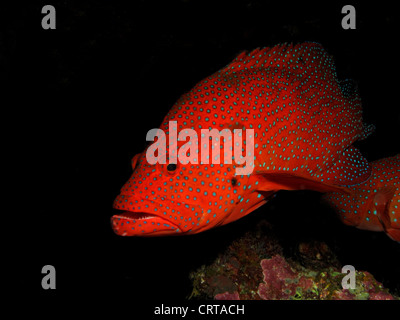 Korallen Hind Zackenbarsch (Cephalopholis Miniata) Stockfoto