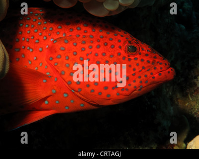 Korallen Hind Zackenbarsch (Cephalopholis Miniata) Stockfoto