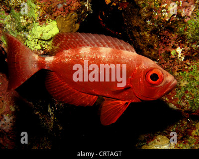 Sichelförmige Rute Bigeye (Priacanthus Hamrur). Aufgenommen im Ras Mohamed in Rotes Meer, Ägypten. Stockfoto