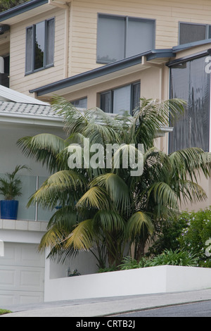 Kentia Palmen in einem Garten in sydney Stockfoto