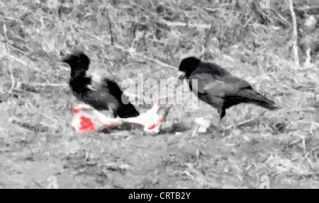 Zwei Krähen und den Knochen. Ein Bild-stilisierte Foto Stockfoto