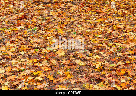 Viel gelb und Orange trockene Blätter auf dem Boden liegend Stockfoto