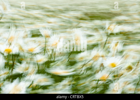 Verschwommene Sicht von Oxeye Margeriten (Leucanthemum Vulgare) in den Wind, Cambridgeshire Stockfoto