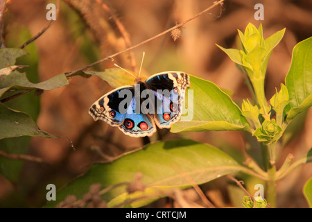 Blaue Stiefmütterchen Schmetterling (Iunonia Orithya) auf grünem Blatt Stockfoto