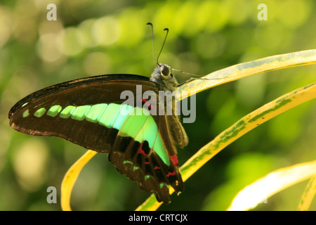 Gemeinsame Zusammenarbeit Schmetterling (Graphium Sarpedon) auf dem grünen Rasen Stockfoto