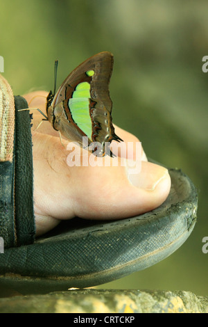 Anomale gemeinsame Nawab Schmetterling (Polyura Agraria) auf Reiseschecks Zeh Stockfoto