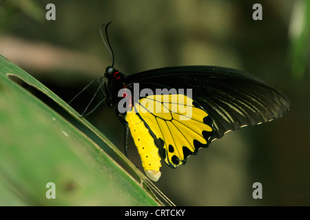 Goliath Birdwing Schmetterling (Omithoptera Goliath) auf einem grünen Blatt Stockfoto