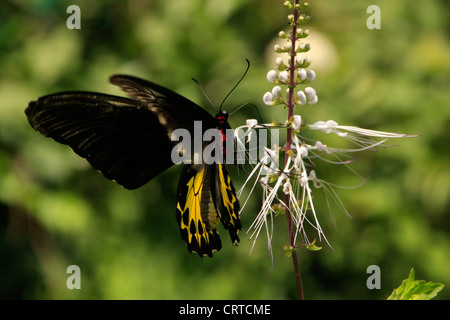Goliath Birdwing Schmetterling (Omithoptera Goliath) auf weißen Blüten Stockfoto