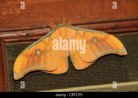 Seide Moth (Antheraea Frithi) in einem Fenster Stockfoto