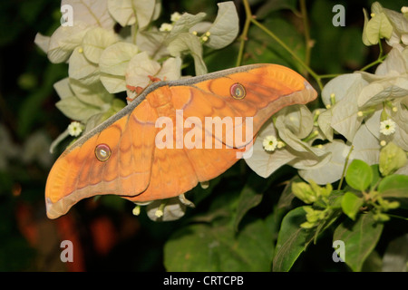 Seide Moth (Antheraea Frithi) auf weißen Blüten Stockfoto