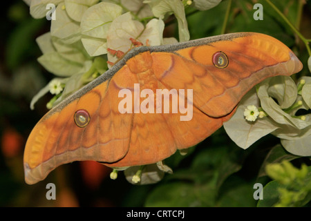 Seide Moth (Antheraea Frithi) auf weißen Blüten Stockfoto