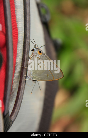 Pfau Royal Schmetterling (Tajuria Cippus Maxentius) auf einem roten Rucksack Stockfoto