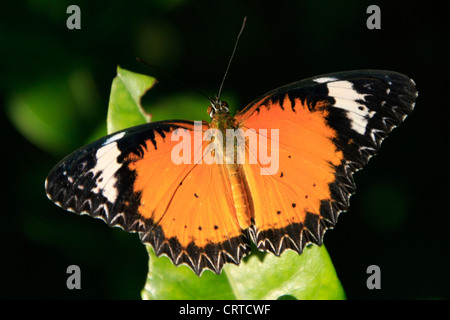 Leopard Florfliege Schmetterling (Cethosia Cyane) auf einem grünen Blatt Stockfoto