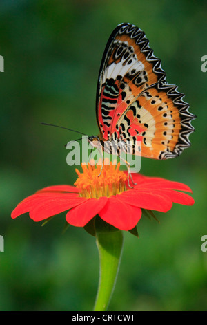 Leopard Florfliege Schmetterling (Cethosia Cyane) auf eine rote Blume Stockfoto