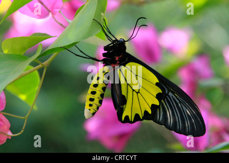 Goliath Birdwing Schmetterling (Omithoptera Goliath) auf rosa Blumen Stockfoto