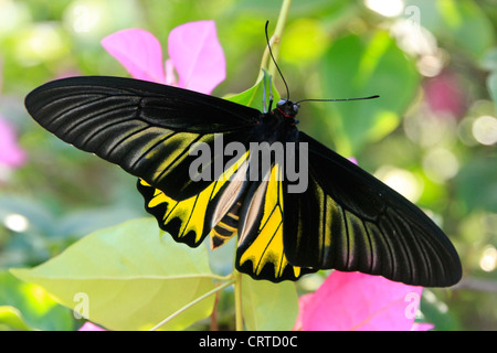 Goliath Birdwing Schmetterling (Omithoptera Goliath) auf rosa Blumen Stockfoto