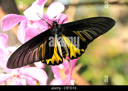 Goliath Birdwing Schmetterling (Omithoptera Goliath) auf rosa Orchidee blüht Stockfoto