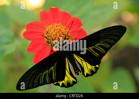 Goliath Birdwing Schmetterling (Omithoptera Goliath) auf eine rote Blume Stockfoto