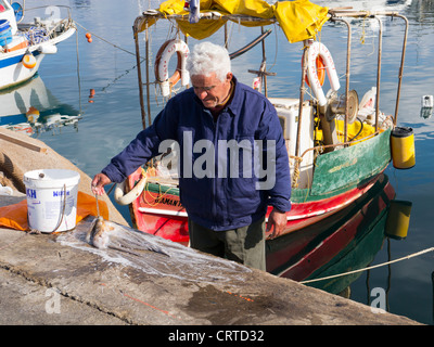 Griechische Fischer landet Fang des Oktopus auf dem Kai, Hafen von Chania, Crete Stockfoto