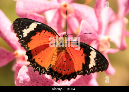 Leopard Florfliege Schmetterling (Cethosia Cyane) auf rosa Orchidee blüht Stockfoto